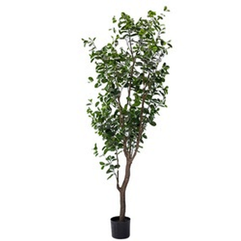 New Style Bonsai Plants China Top Quality Mini Small Medium Decorative Ornamental Bonsai Plants Of  Ficus Microcarpa