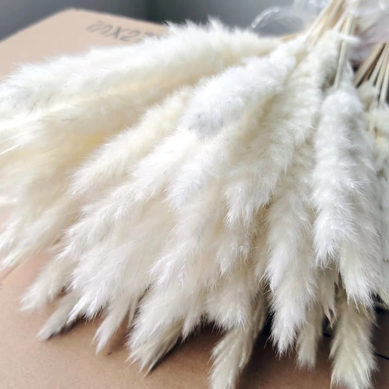 Dried Small Pampas Grass Flowers Pantas Artificiales Decoracion Real Plants Home Decor Wedding Decoration Artificiales Flowers
