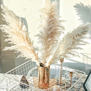 Natural Pampas Grass Large Size Dried Flower Bouquet Home Decor Tall Fluffy Stems Living Room Decor Wedding Backdrop