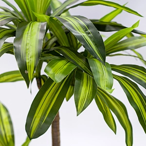 Best Quality Real Touch Garden Decorate Artificial Dracana Tree For Sale