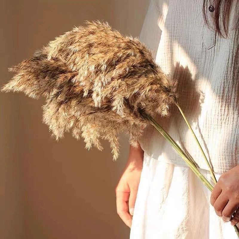 80-120cm Pampas Grass Large Natural White Grey Flower Bouquet Fluffy for Home Decor Wedding Flower Decoration