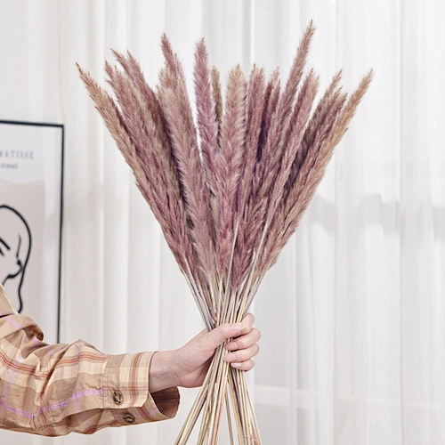 Phragmite Dried Flowers Natural Dried Pampa Grass Bouquet DIY Artificial Flower Plant Bouquet background Home Living Room