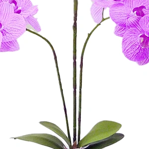 High Quality Real touch Artificial Orchid Plants Orchid Flowers Orchid for Indoor Decoration