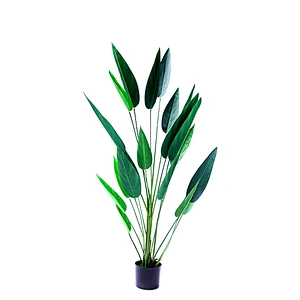 Best Price Manufacturer New Design Factory Offer popular wholesale Strelitzia reginae ornamental plants bonsai