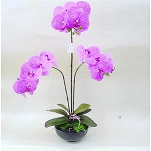 High Quality Real touch Artificial Orchid Plants Orchid Flowers Orchid for Indoor Decoration