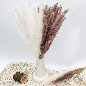 Dried Reeds Natural Dried Plants Bunch Small Pampas Grass DIY Craft Wedding Bouquet Photography Props Home Decoration Supplies