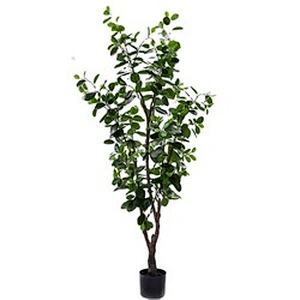New Style Bonsai Plants China Top Quality Mini Small Medium Decorative Ornamental Bonsai Plants Of  Ficus Microcarpa
