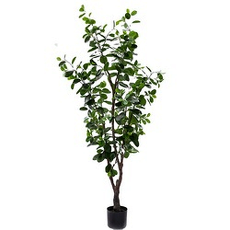 New Style Bonsai Plants China Top Quality Mini Small Medium Decorative Ornamental Bonsai Plants Of  Ficus Microcarpa