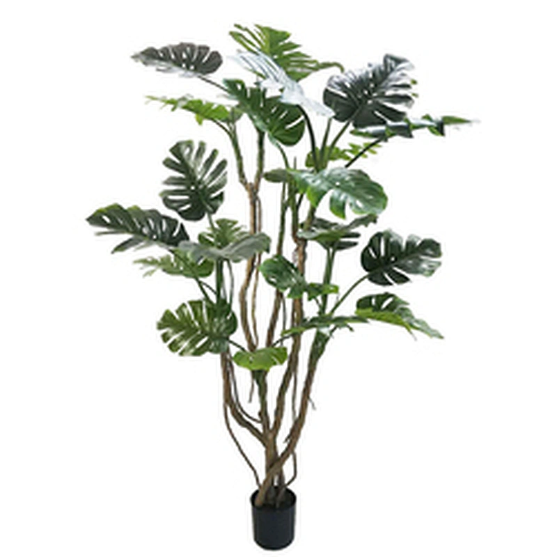 Varigata Ornamental Monstera Leaf Charm Live Monstera Plants New Design Real Touch  Artificial Trees And Plants