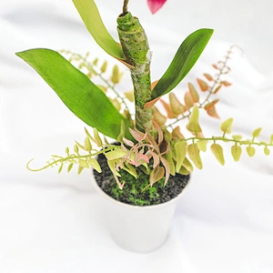 Wholesale fashion artificial Home Wedding Decor Artificial Flowers Faux Water Cymbidium Orchid Butterfly Orchid