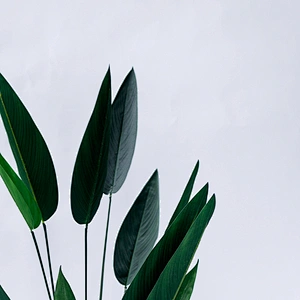 wholesale Good Quality Artificial strelitzia strelitzia  strelitzia bonsai for decoration