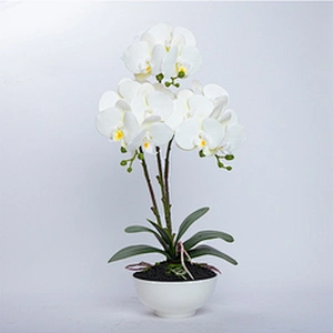 Home Decoration Orchid Branch Artificial Phalaenopsis Flowers Butterfly Orchid For Sale