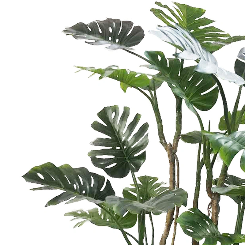 Popular Monstera Plant Price Philodendron Variegata Monstera Decorative Home Outdoor Bonsai Stand