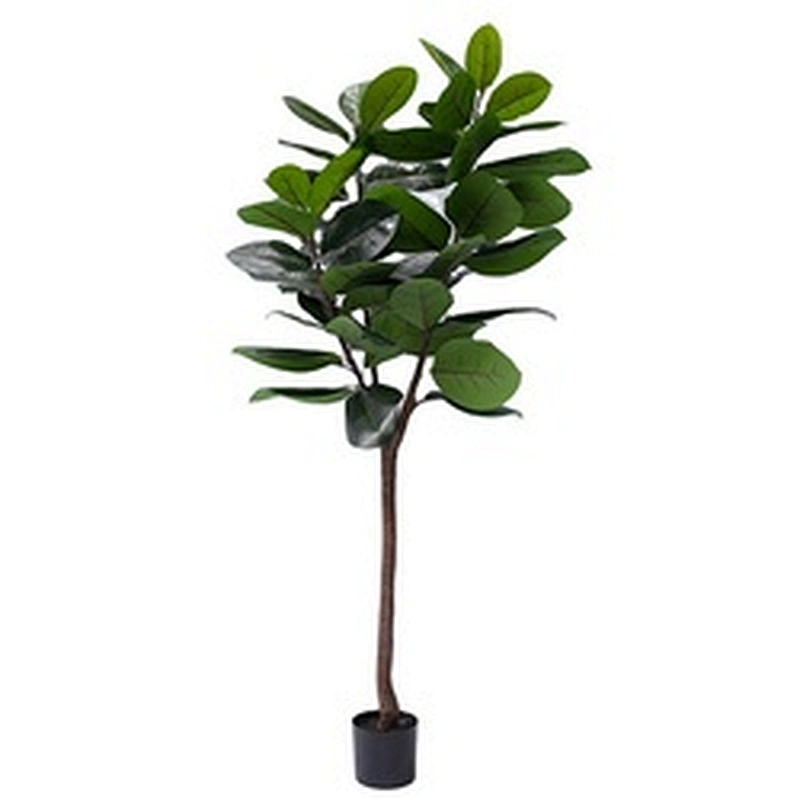 Best Price Wholesale Outdoor Bonsai Tree Ficus Elastica Foliage Plants