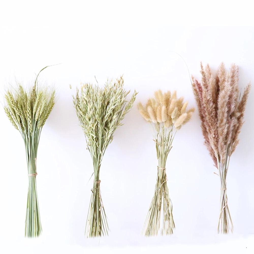 45Cm Natural Dried Artificial Flower Small Reed Real Plant Pampas Grass Wedding Party Decoration