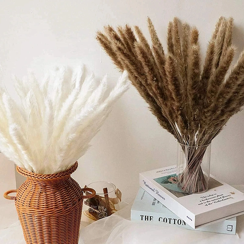 Dried Reeds Natural Dried Plants Bunch Small Pampas Grass DIY Craft Wedding Bouquet Photography Props Home Decoration Supplies
