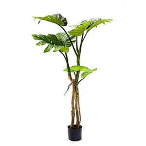 Varigata Ornamental Monstera Leaf Charm Live Monstera Plants, Indoor Artificial Trees And Plants
