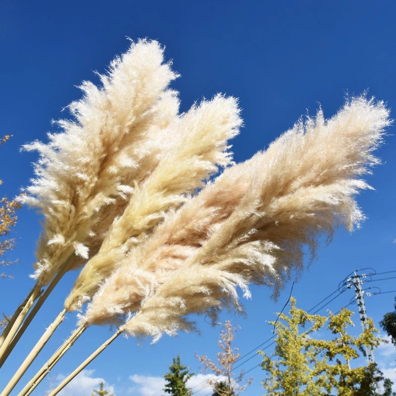 80CM Natural Pampas Grass Large Real Dried Artificial Flower Bouquet Decor for Home Party Wedding Decoration Artificial Flower
