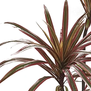 Make Artificial plants and trees dracaena tree Ornamental evergreen dracaena plants