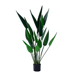 Best Price Manufacturer New Design Factory Offer popular wholesale Strelitzia reginae ornamental plants bonsai