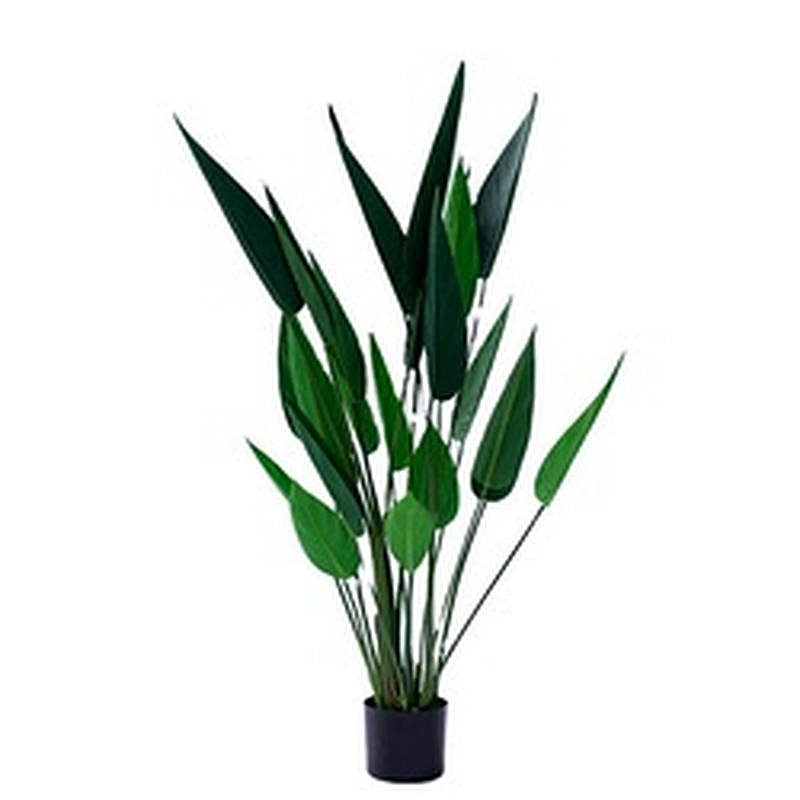 Best Price Manufacturer New Design Factory Offer popular wholesale Strelitzia reginae ornamental plants bonsai