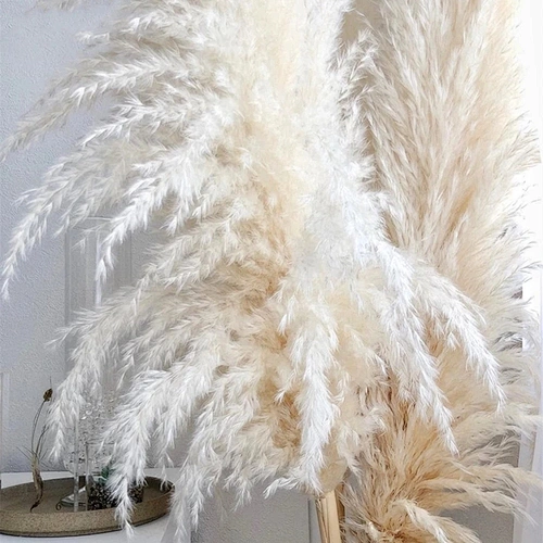 Natural Pampas Grass Large Size Dried Flower Bouquet Home Decor Tall Fluffy Stems Living Room Decor Wedding Backdrop