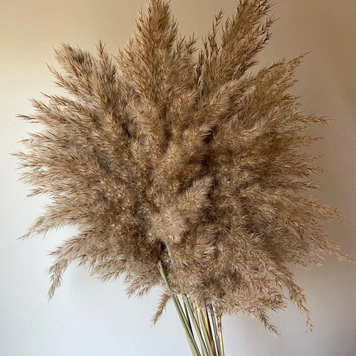 80-120cm Pampas Grass Large Natural White Grey Flower Bouquet Fluffy for Home Decor Wedding Flower Decoration