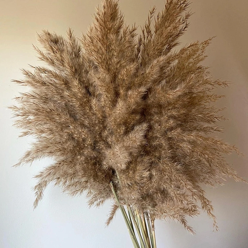 80-120cm Pampas Grass Large Natural White Grey Flower Bouquet Fluffy for Home Decor Wedding Flower Decoration