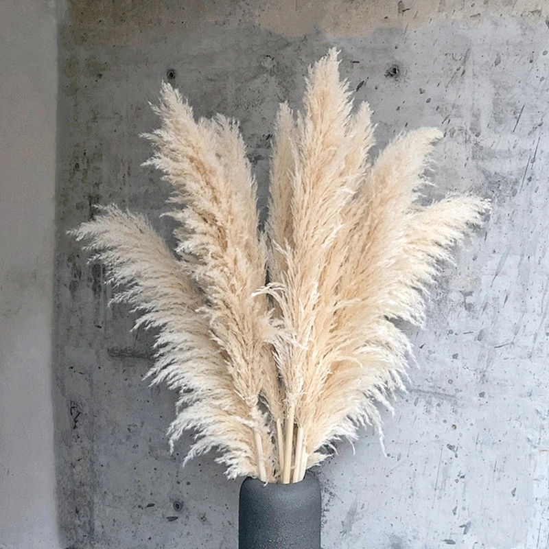 Natural Pampas Grass Large Size Dried Flower Bouquet Home Decor Tall Fluffy Stems Living Room Decor Wedding Backdrop