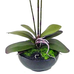 High Quality Real touch Artificial Orchid Plants Orchid Flowers Orchid for Indoor Decoration