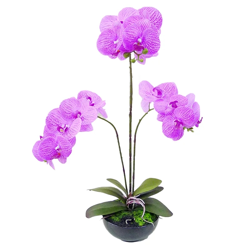 orchid flower