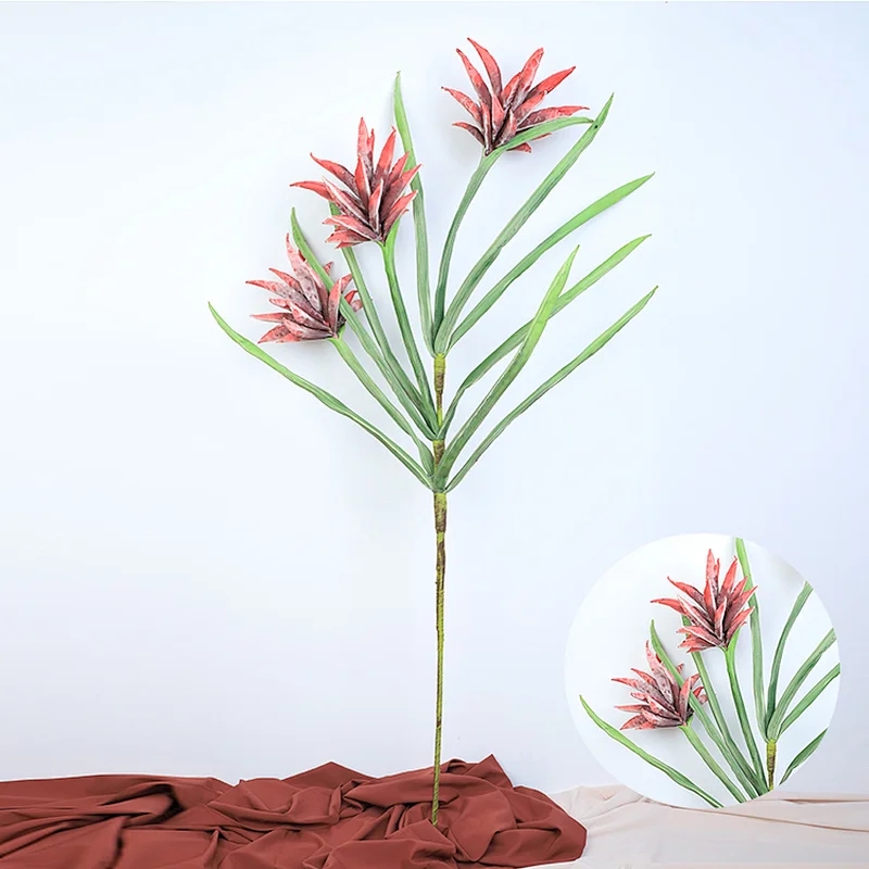Tropical plants