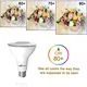 LED PAR Bulbs