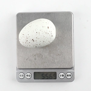 Squeeze dinosaur egg toys