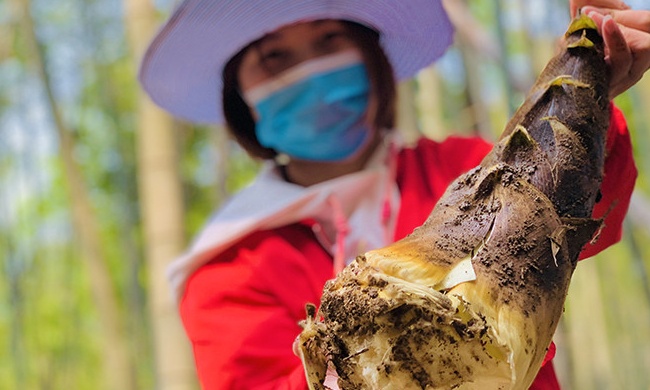SHARNDY outdoor activity- Dig bamboo shoot