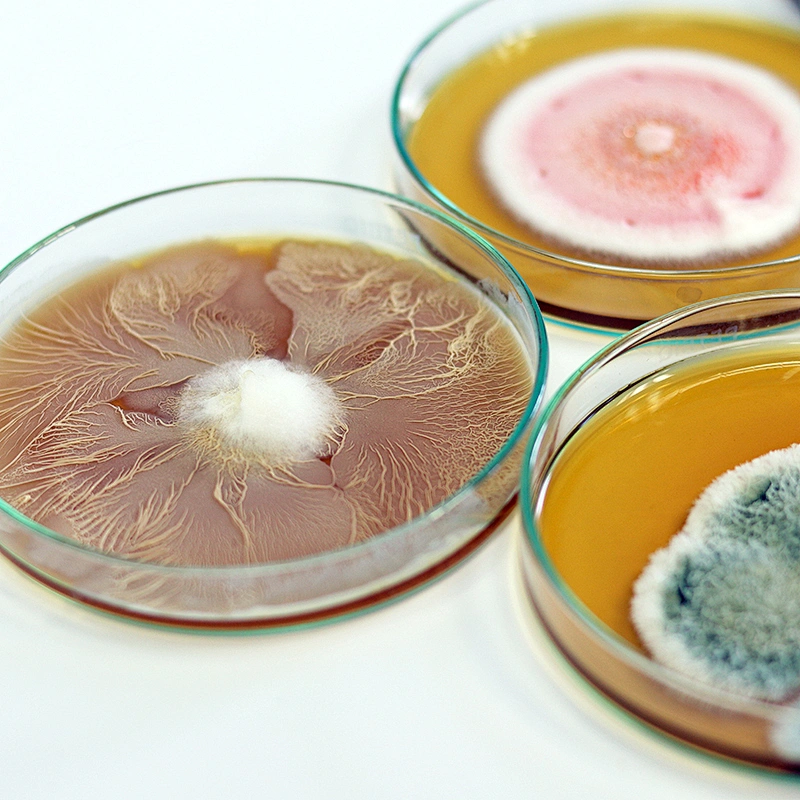 Battle With Bacteria