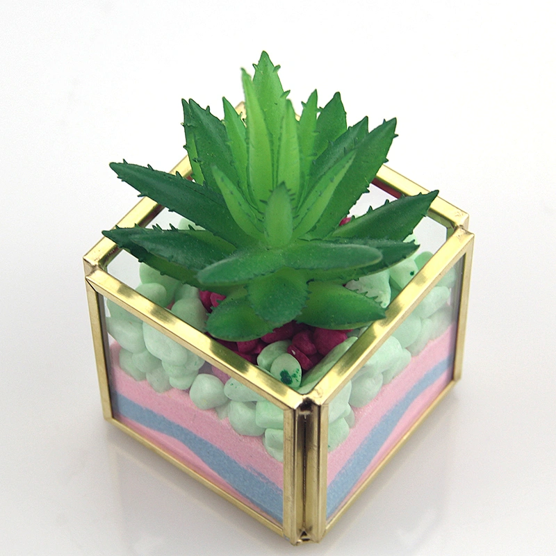 mini garden terrarium Succulent plants