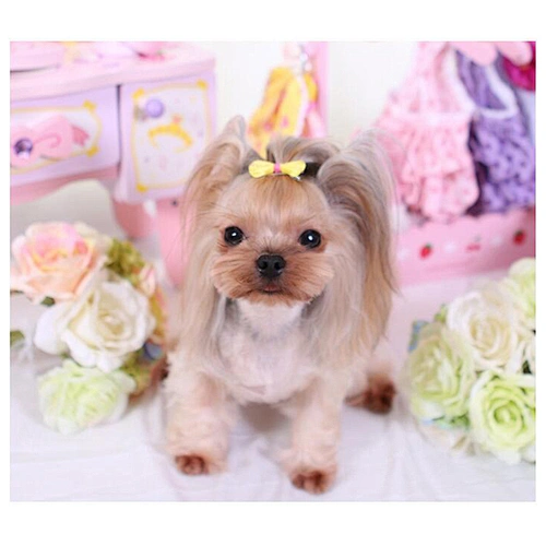 Pet hair bows dogs accessories hair bows pet grooming dog hair bow