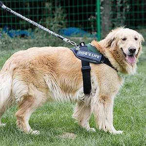 Wholesale nylon dog bungee leash carabiner luxury large dog rope leash