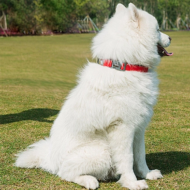 Custom Luxury Pet Collar Personalized Adjustable Nylon Dog Collar Reflective
