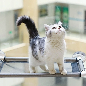 Amazon wholesale cat hammock bed windows pet bed for all reason