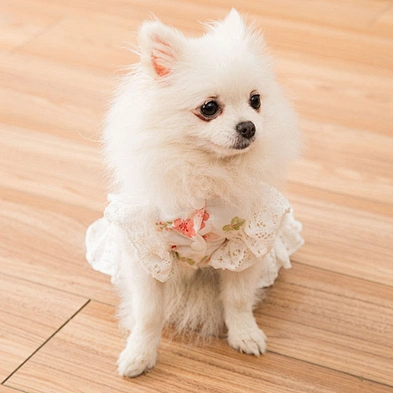 Beautiful Dog Clothes Designers Puppy Apparel Fashion Cute Luxury Summer Dog Dress