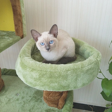 Hot Sale Wooden Luxurious Cat Tree House Cat Plush Climbing Scratcher Post