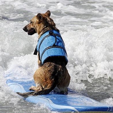 Pet life jackets dog swimming suits large and small dogs summer clothes dog swimming vests