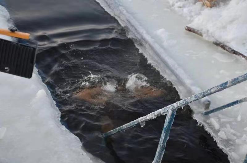cold shower vs cold plunge