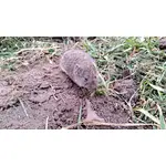 How to get rid of voles, mole, gopher in your garden?