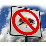 How to get rid of bees and wasps