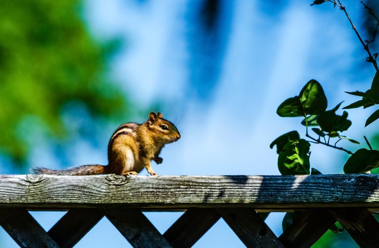 eliminate chipmunks
