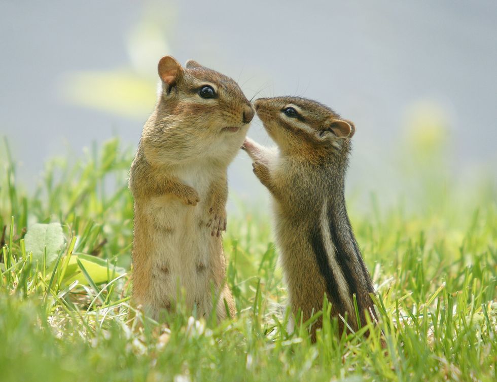 eliminate chipmunks