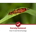 How to Get Rid of Earwigs /Centipedes?